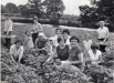1968_strawberry_picking