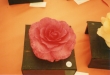 winning_begonia _alf_hall