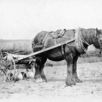 Horse and turnip drilling machine