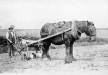 Horse and turnip drilling machine