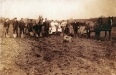 Potato Picking